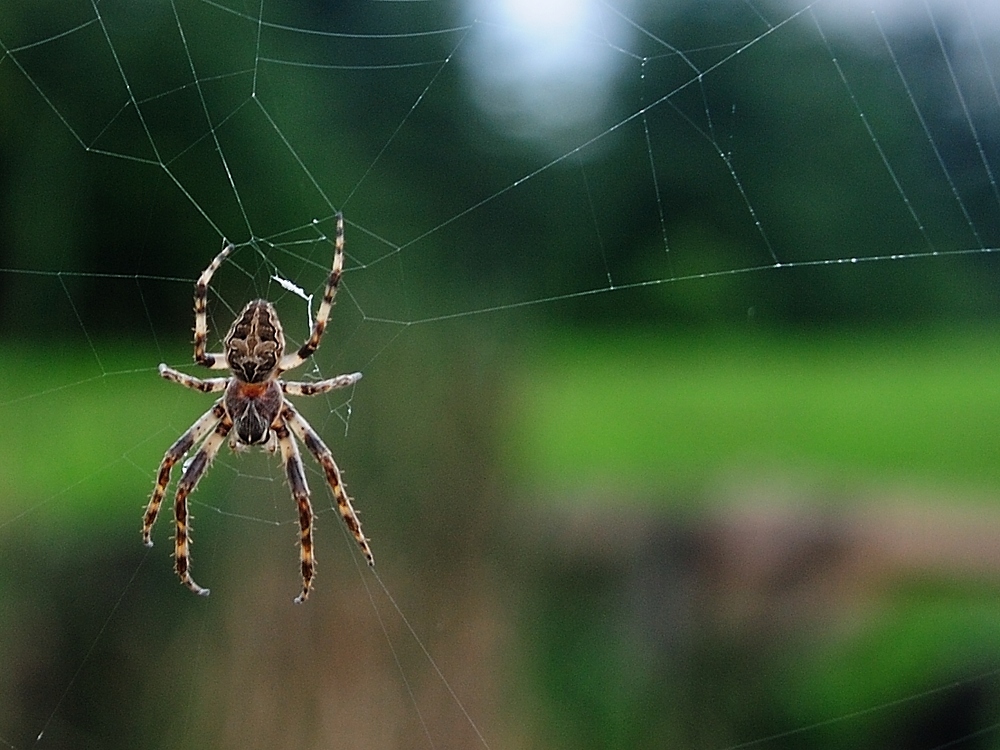 dsc 8149 spinne cut