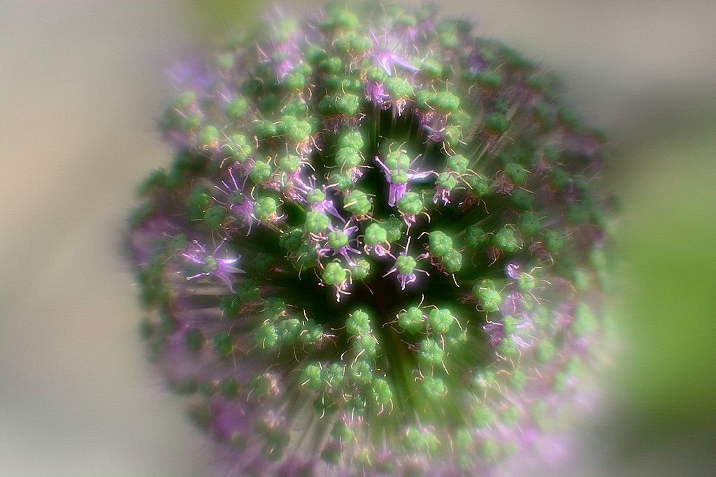 DSC 8154