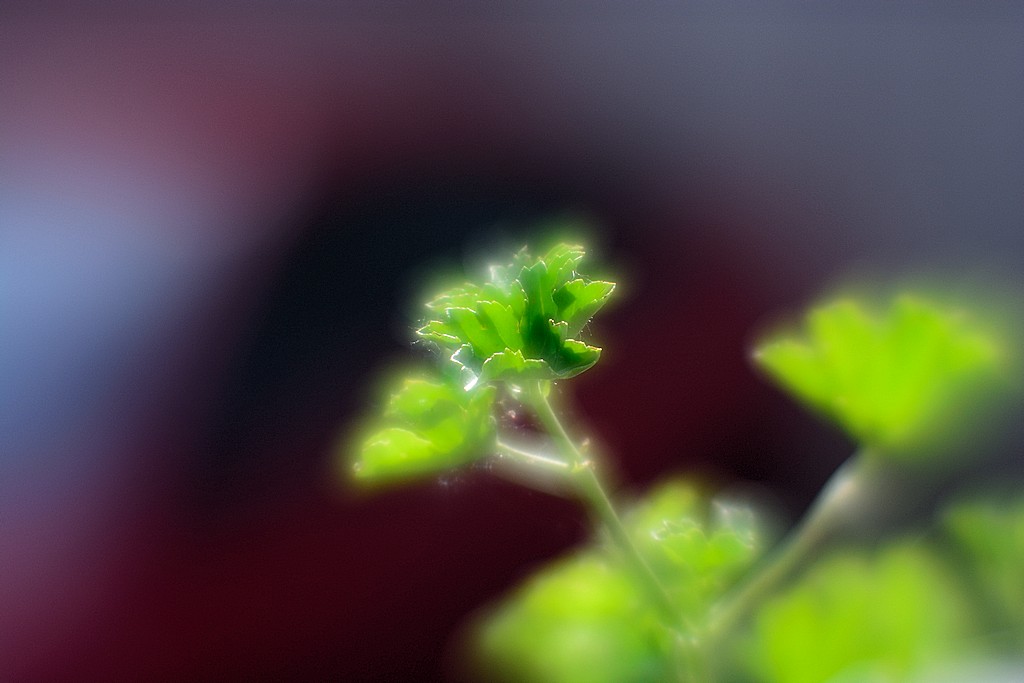 DSC 8156