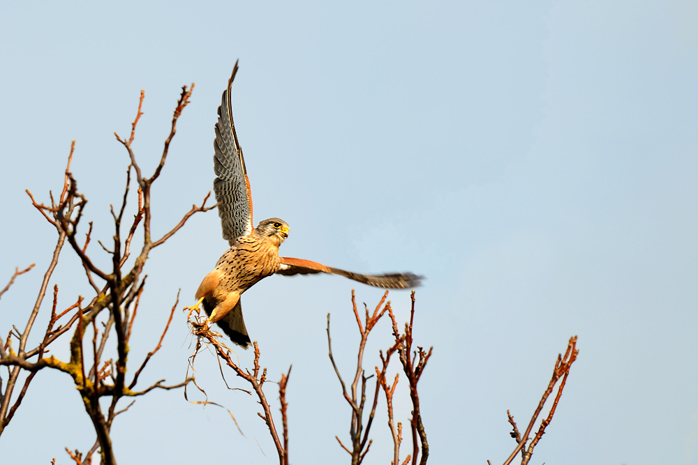 DSC 8162 Turmfalke 1000