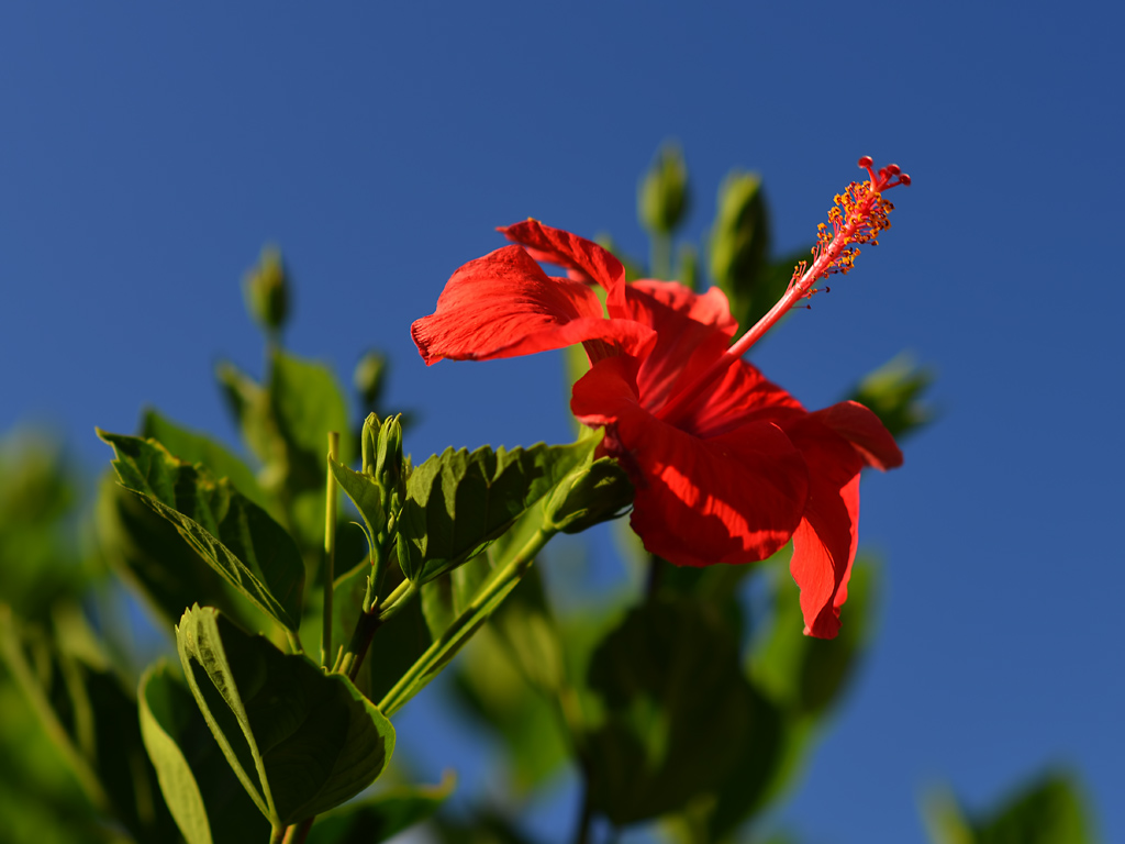 DSC 8165 Hibiskus