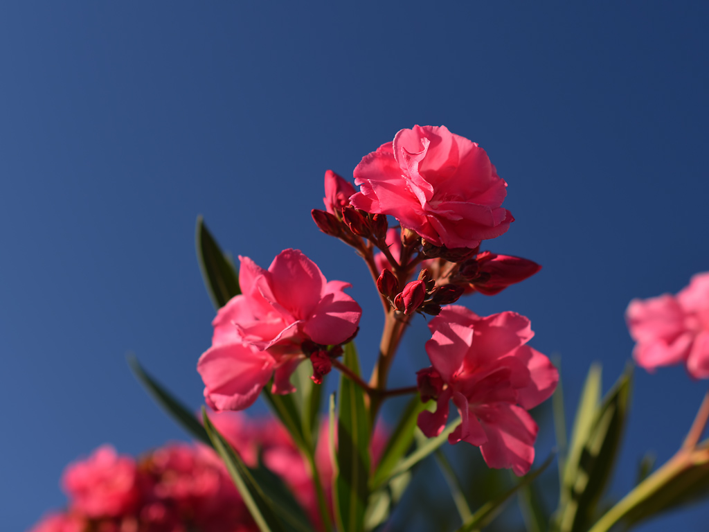 DSC 8169 Oleander