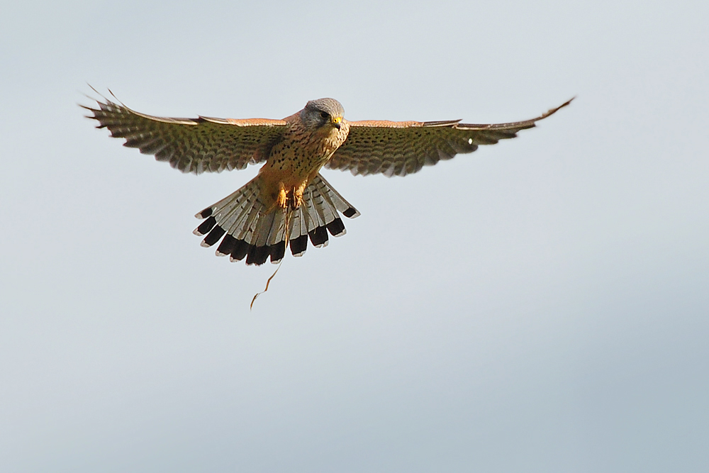 DSC 8177 Falke 1000