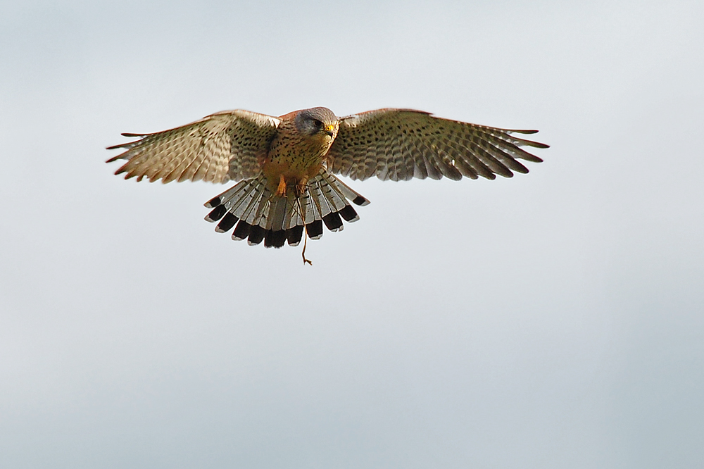 DSC 8178 Falke 1000
