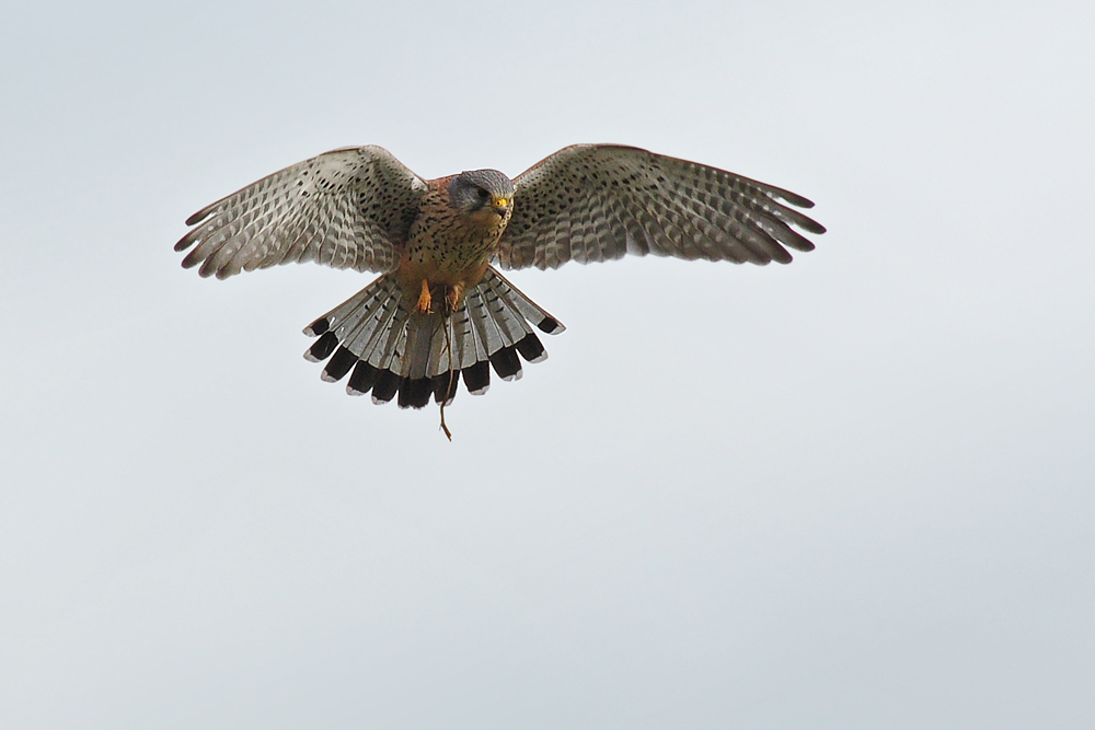 DSC 8181 Falke 1000