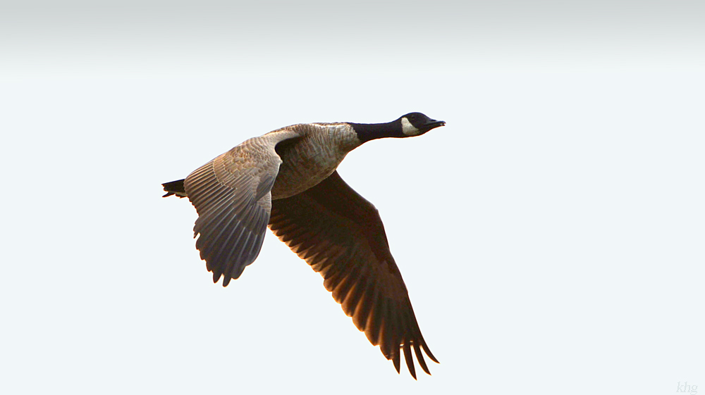 DSC 8185 Gans
