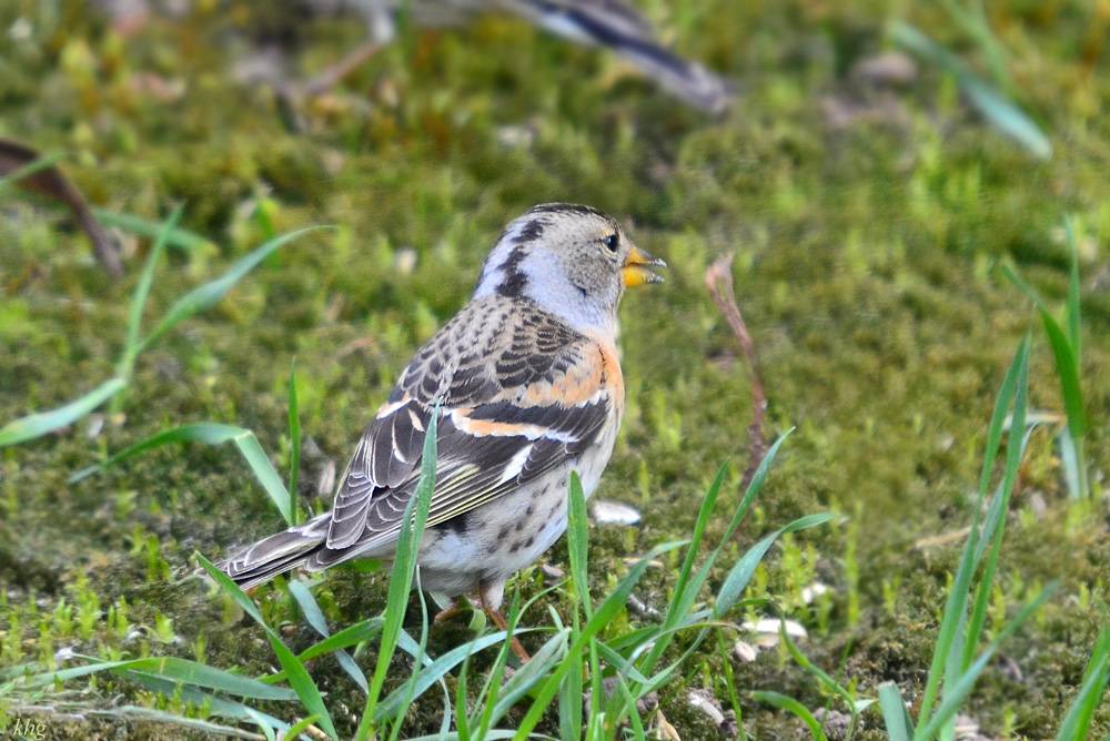 DSC 8192 khg