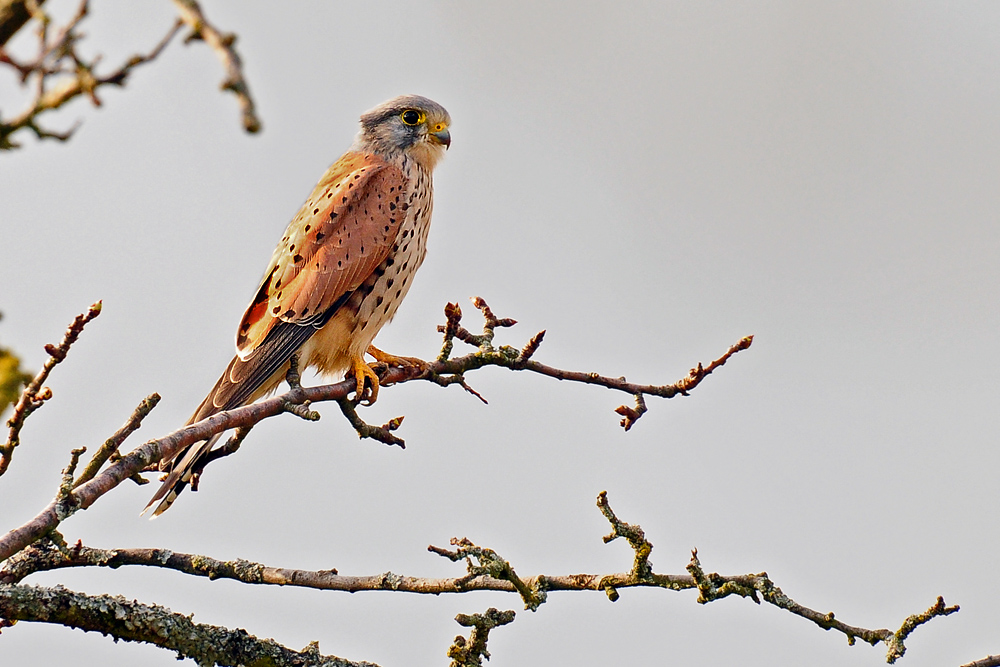 DSC 8203 Falkenmännchen 1000
