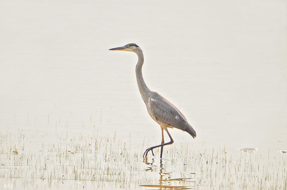 DSC 8246 Reiher