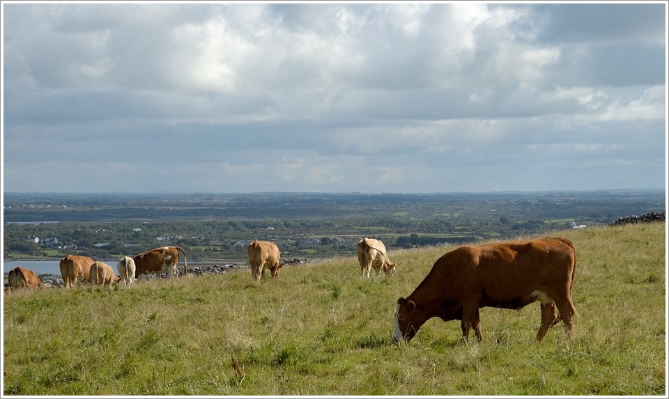 DSC 8294