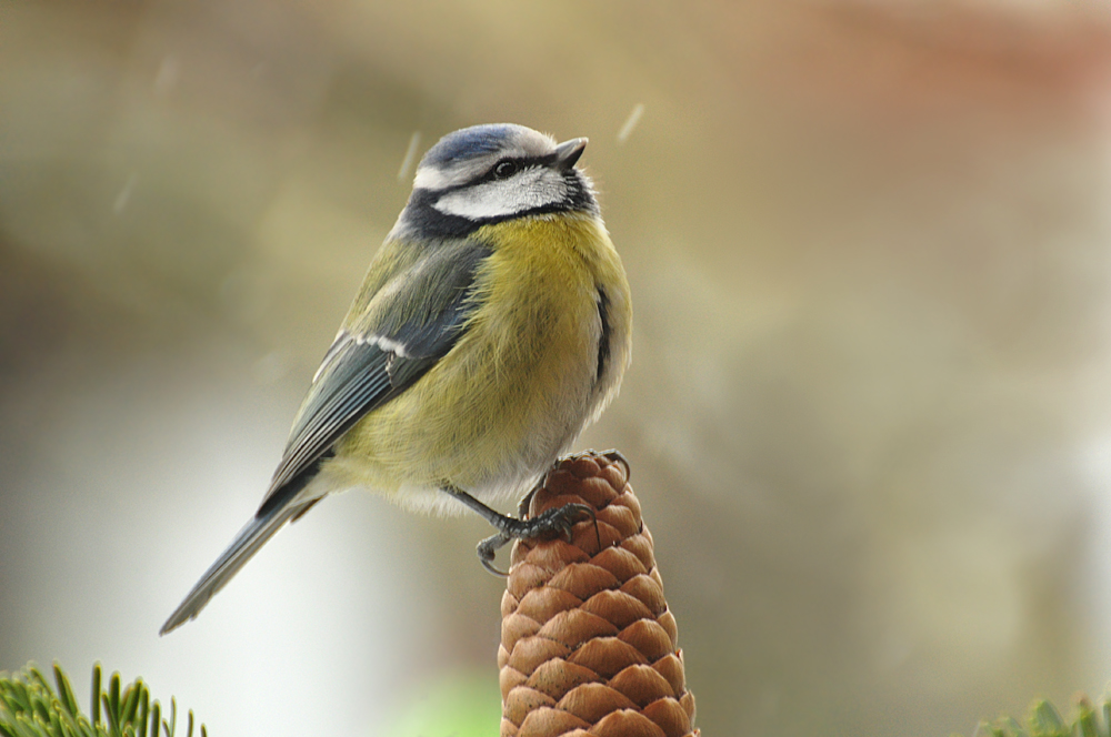 DSC 8314 Blaumeiseooc 1000
