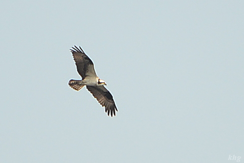 DSC 8334 Fischadler