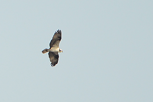 DSC 8335 Fischadler