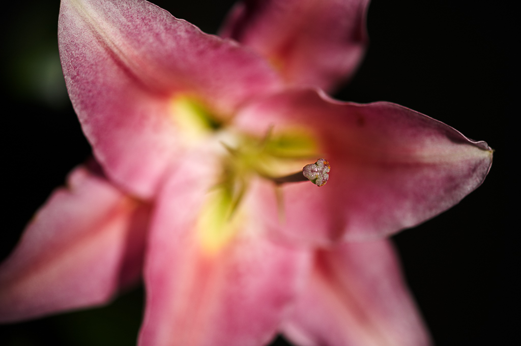 DSC 8348, D3, ZF2/100, f2