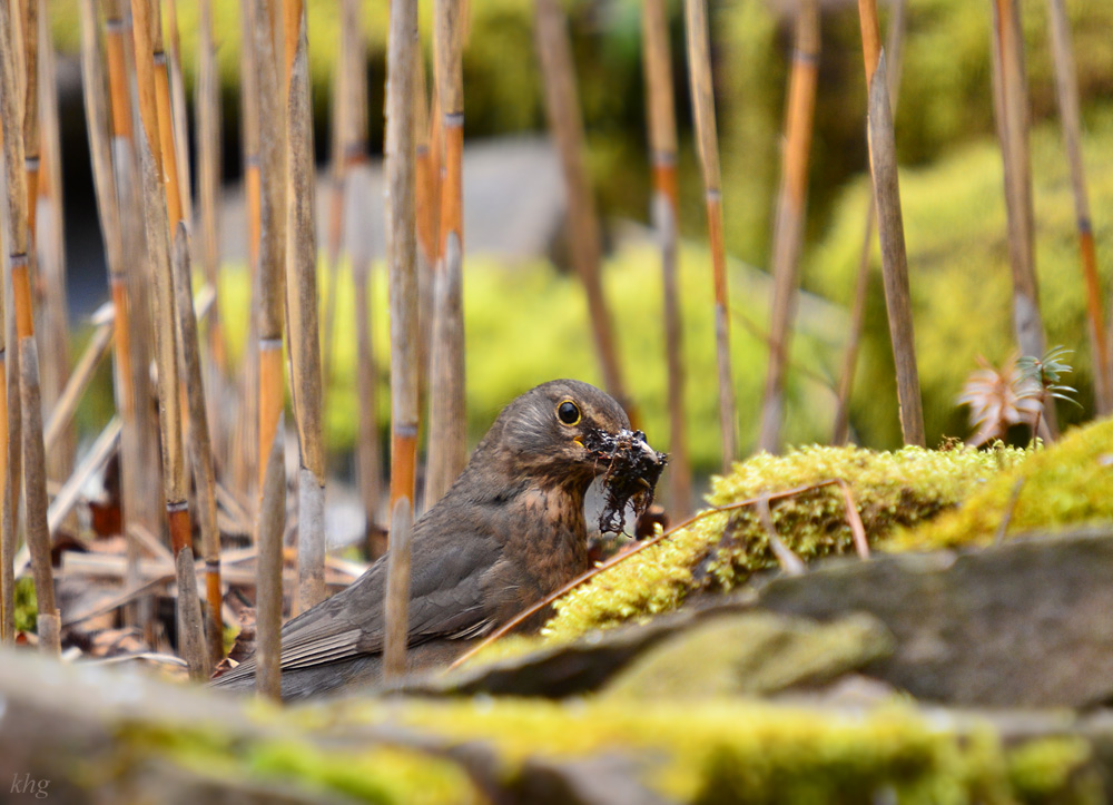 DSC 8358 Amsel