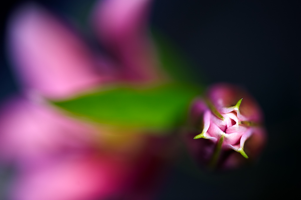 DSC 8358, D3, ZF2/100, f2