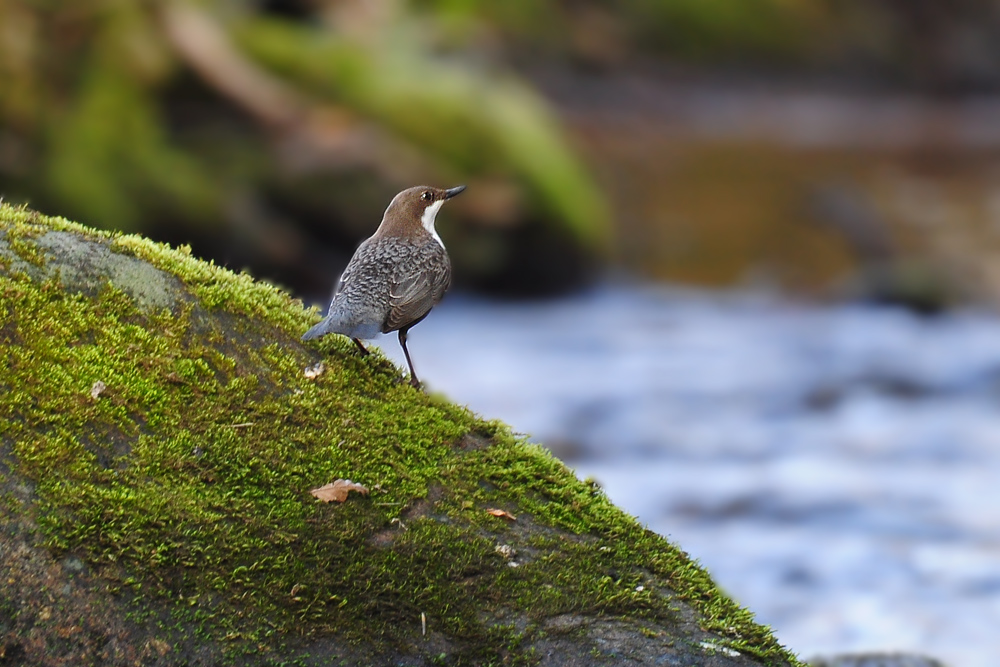 DSC 8358 Wasseramsel Eyachtal 1000