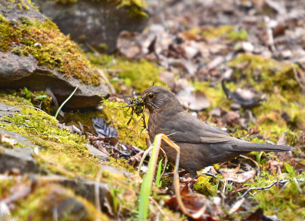 DSC 8360 Amsel