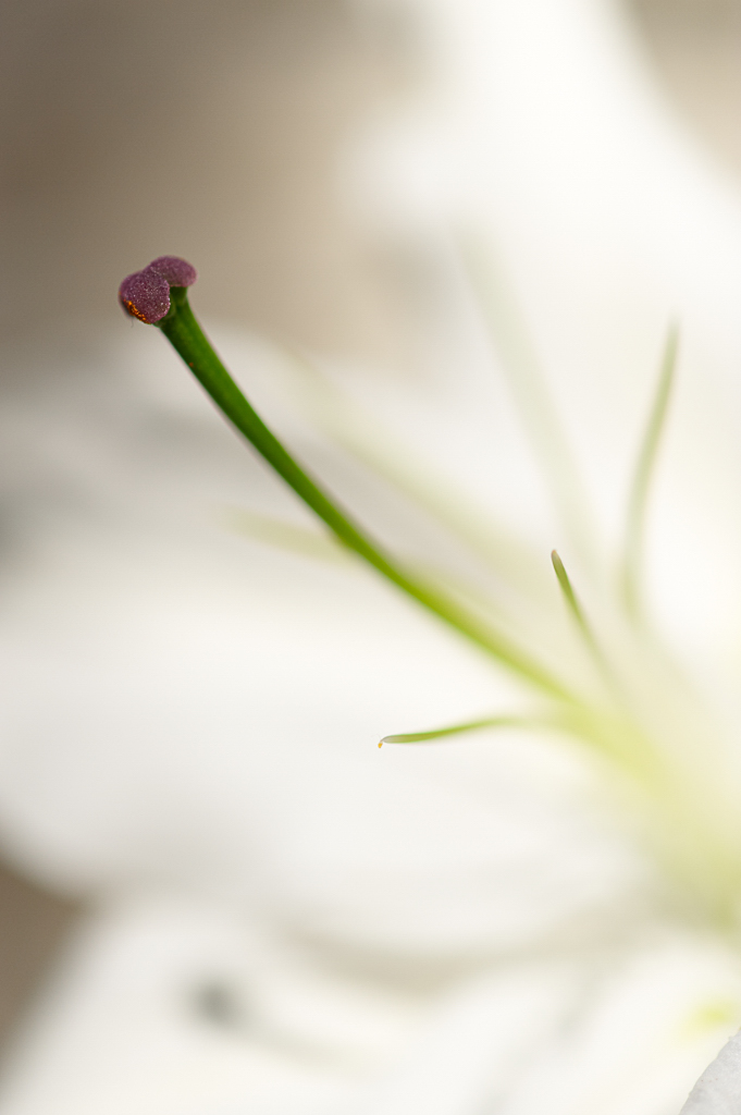 DSC 8368, D3, ZF2/100, f2