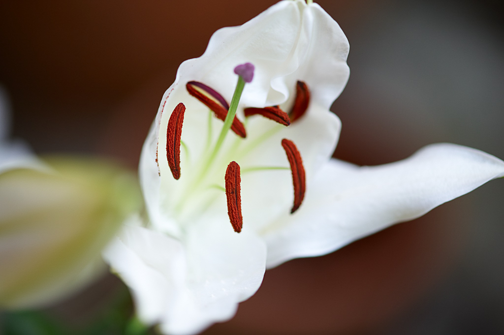 DSC 8377, D3, ZF2/100, f2