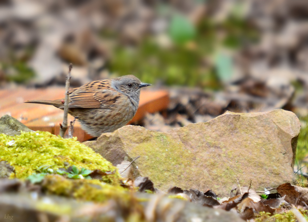 DSC 8381 Heckenbraunelle