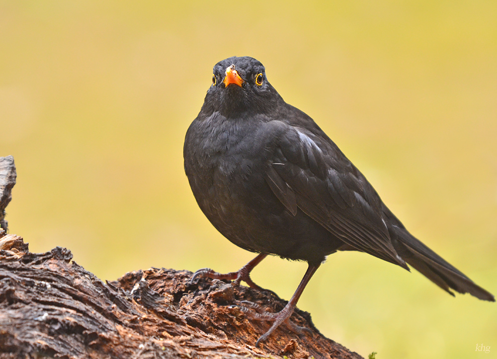 DSC 8386 Amsel