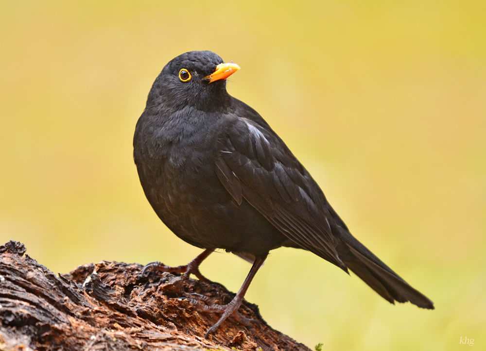 DSC 8387 Amsel