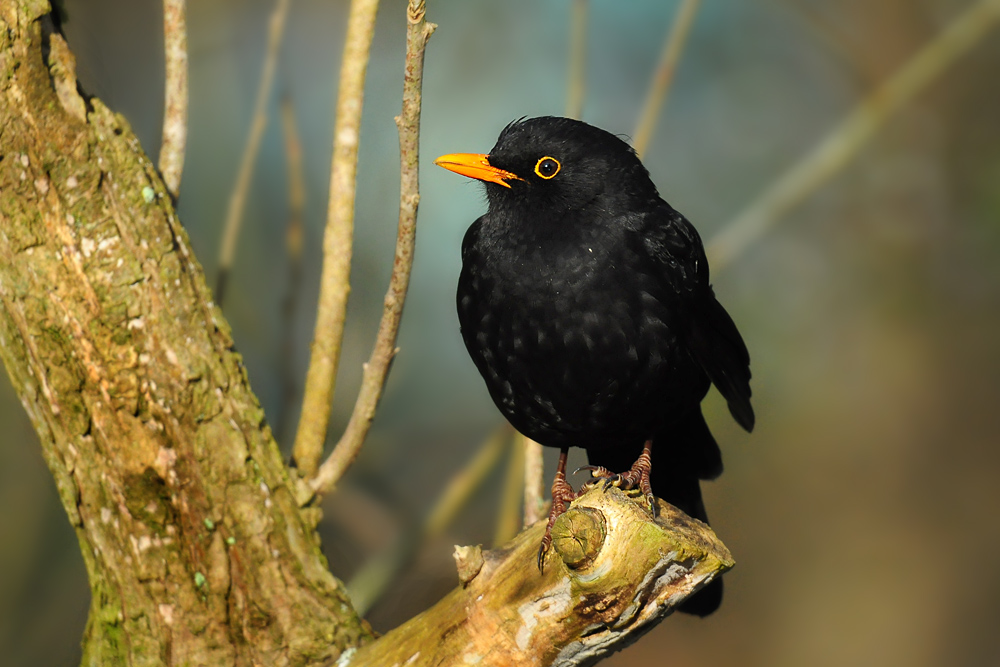 DSC 8403 Amsel 1000