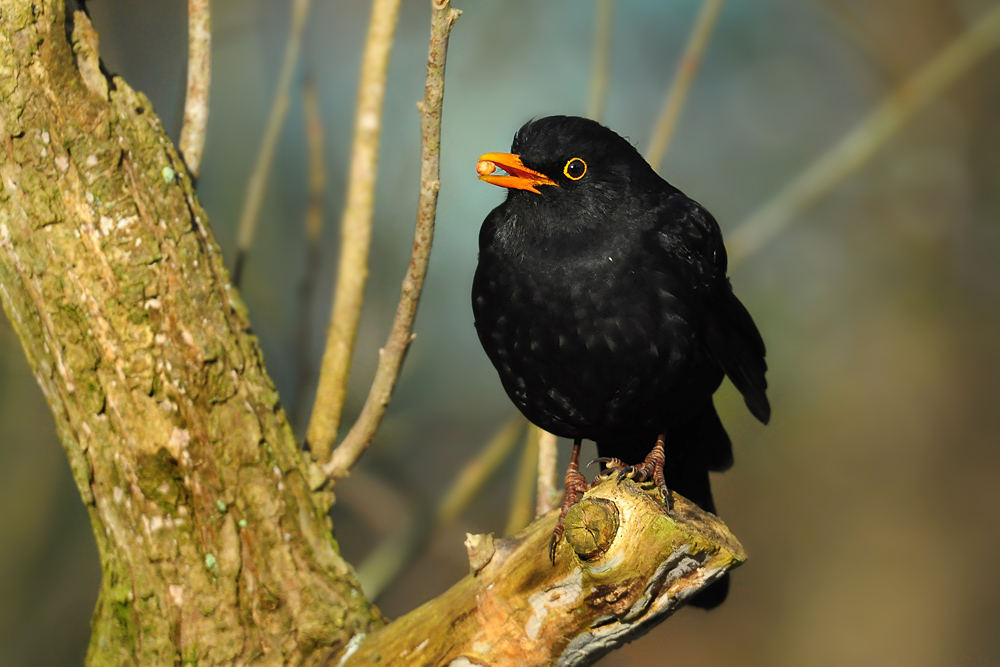 DSC 8410 Amsel 1000