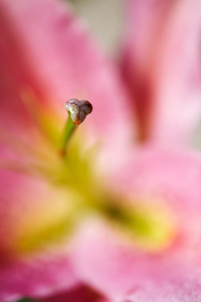 DSC 8417, D3, ZF2/100, f2