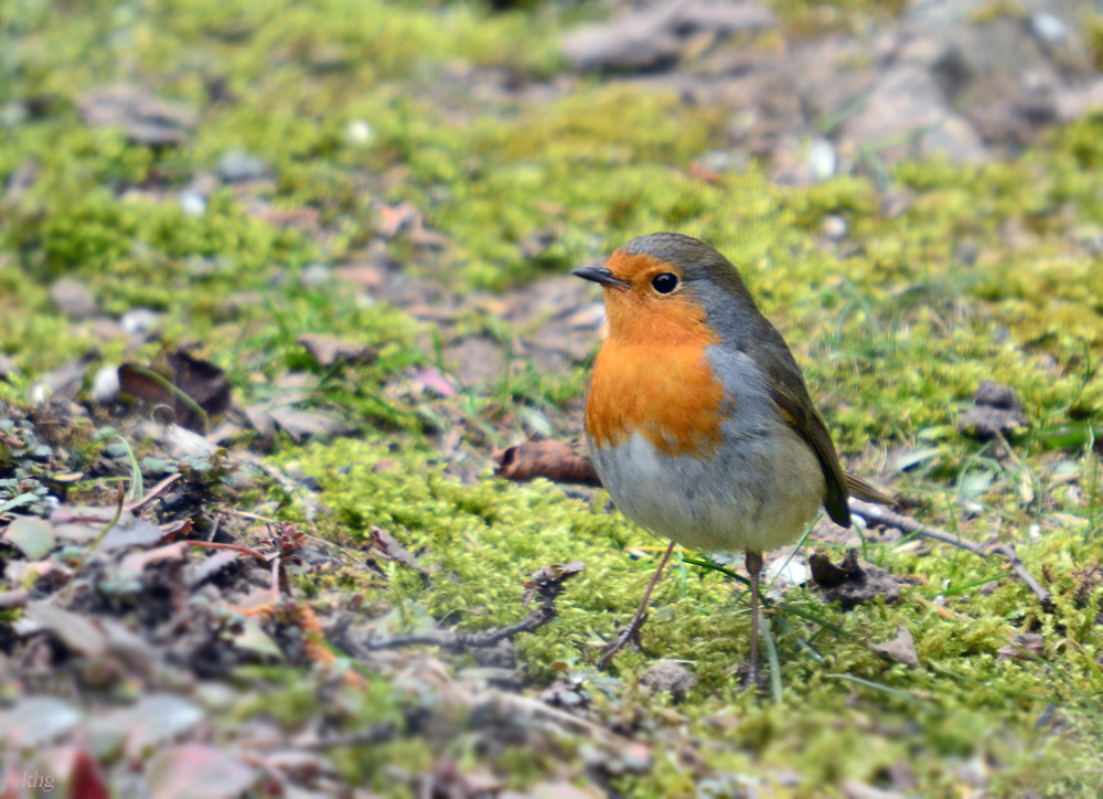 DSC 8422 khg Rotkehlchen