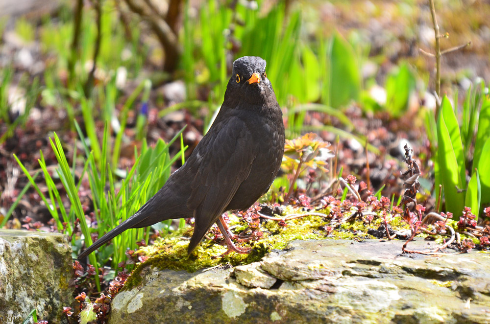 DSC 8425 Amsel