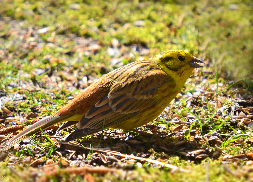 DSC 8428 khg