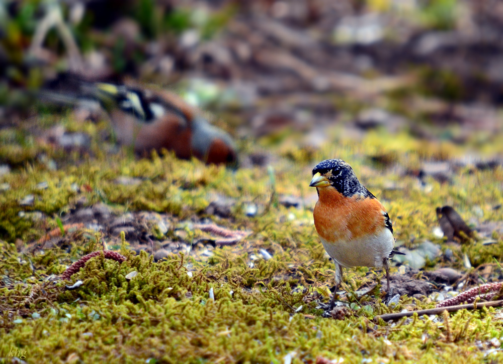 DSC 8437 Bergfink