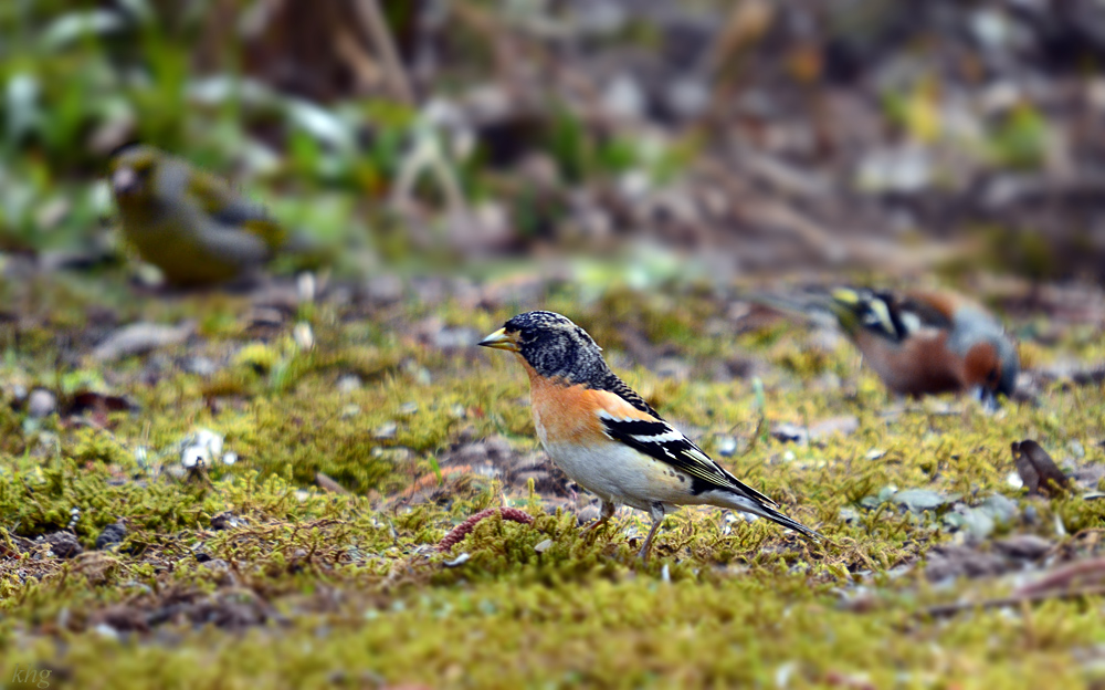 DSC 8438 Bergfink