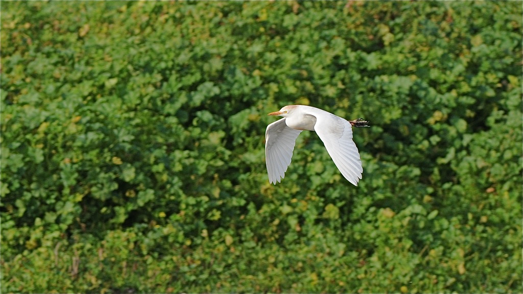DSC 8519