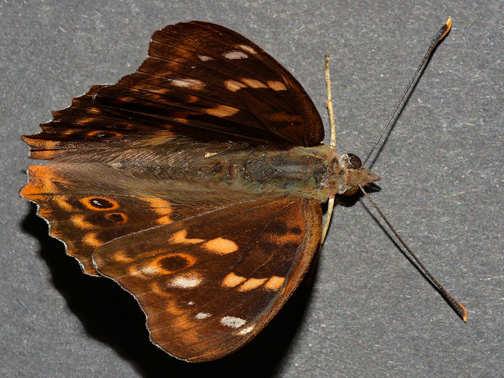 DSC 8525