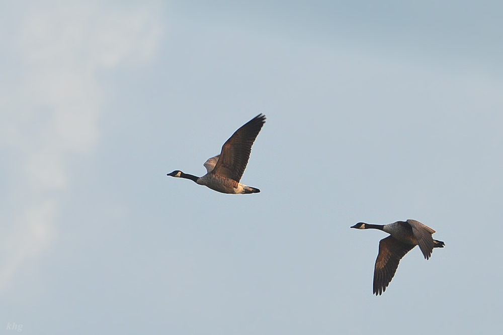 DSC 8528 Gänse