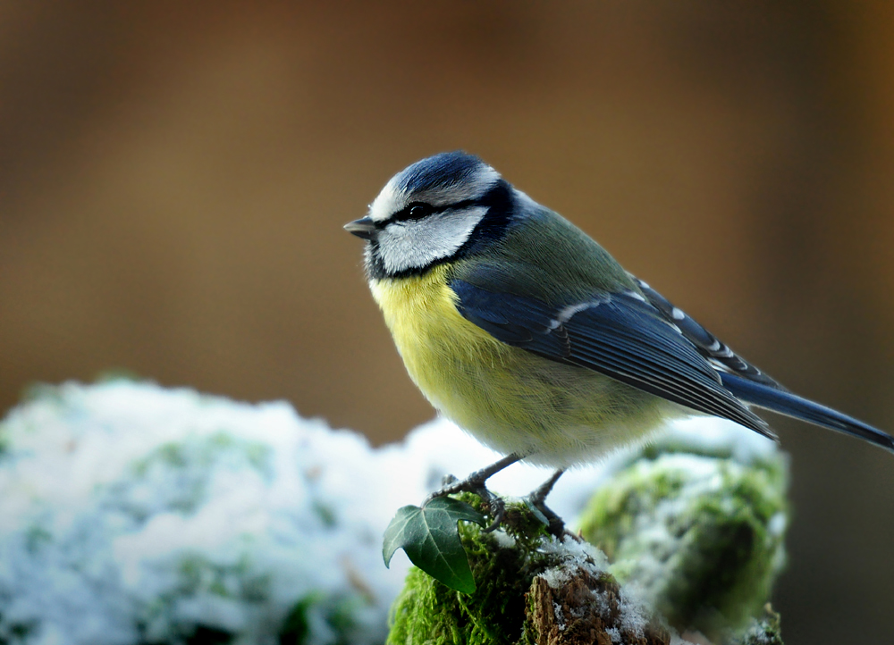 DSC 8548 Blaumeise 1000 3