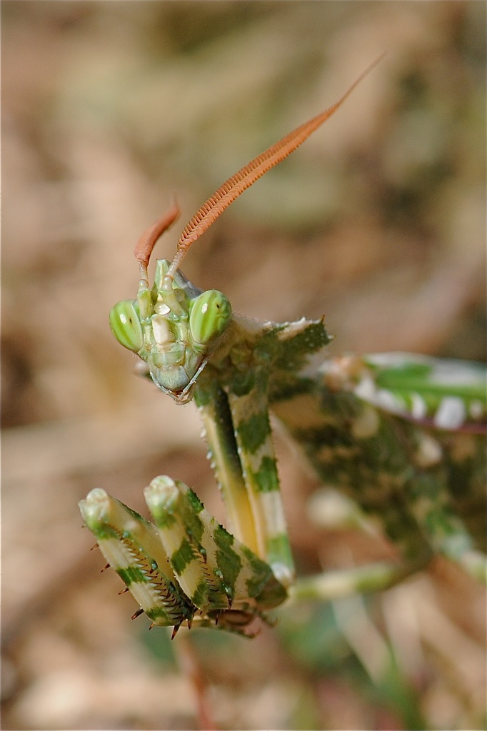 DSC 8560