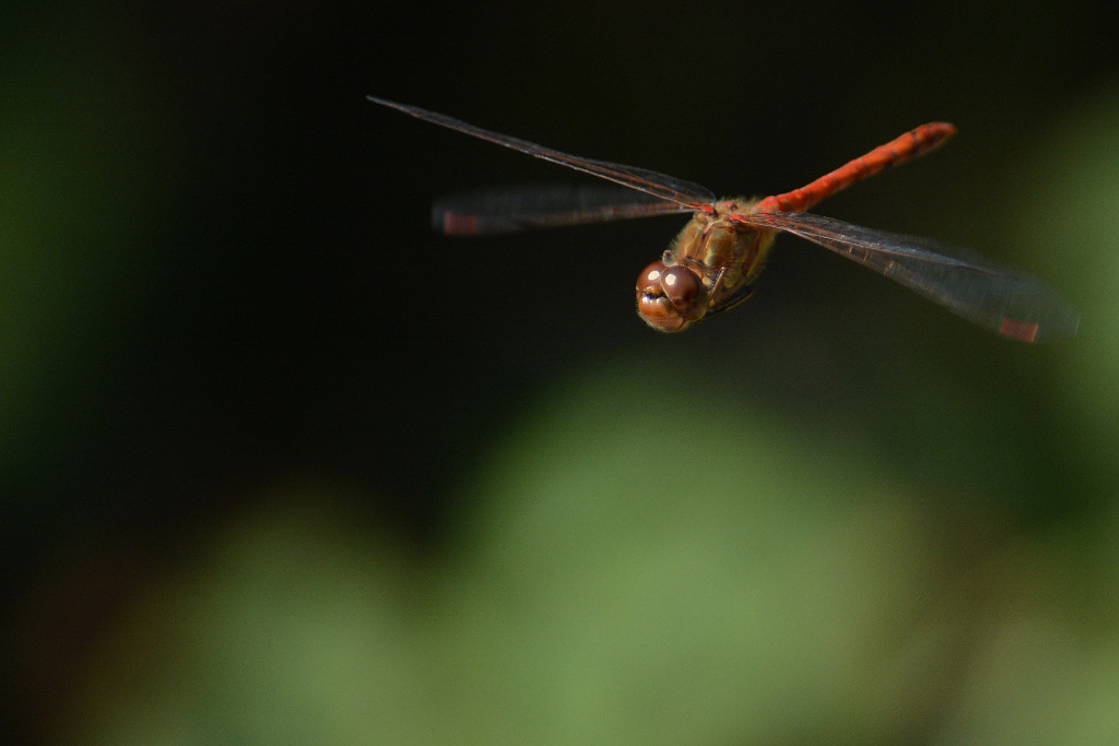 DSC 8579