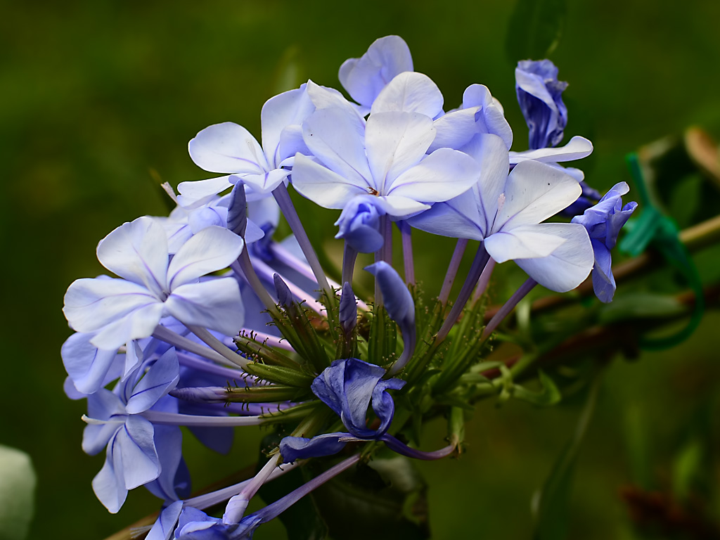 DSC 8605 blau