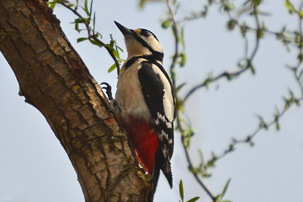 DSC 8624 khg
