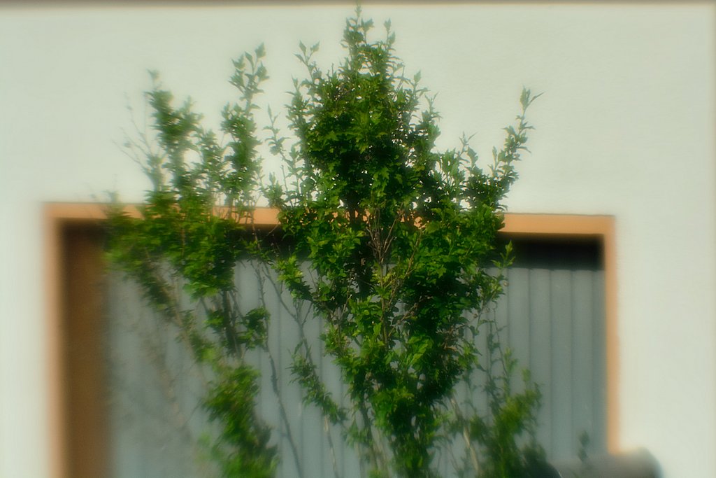 DSC 8629