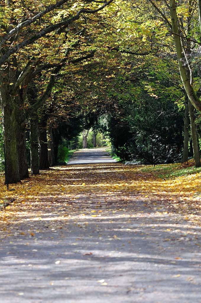 DSC 8630 Allee