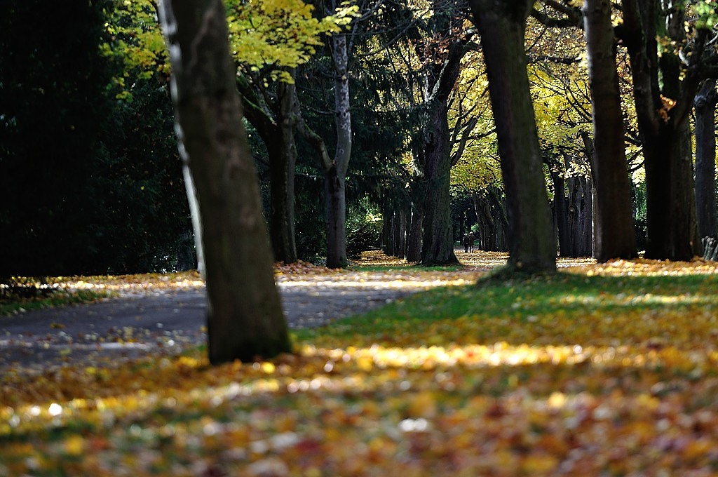 DSC 8636 Allee