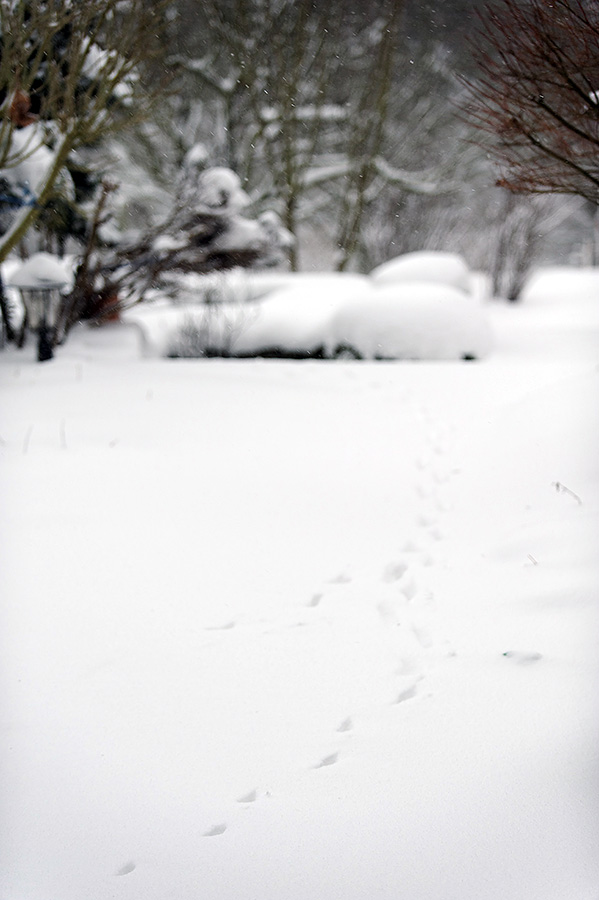 DSC 8662 DxO raw