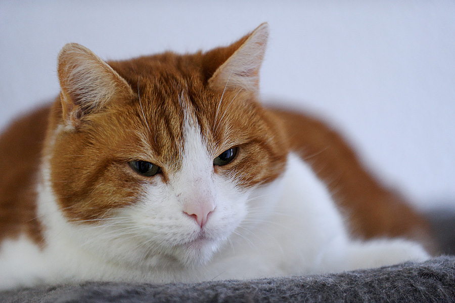 DSC 8664 DxO raw
