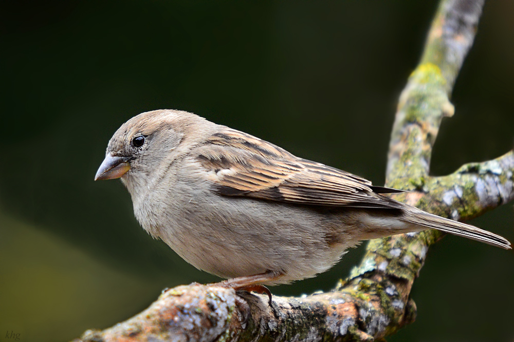 DSC 8701 khg