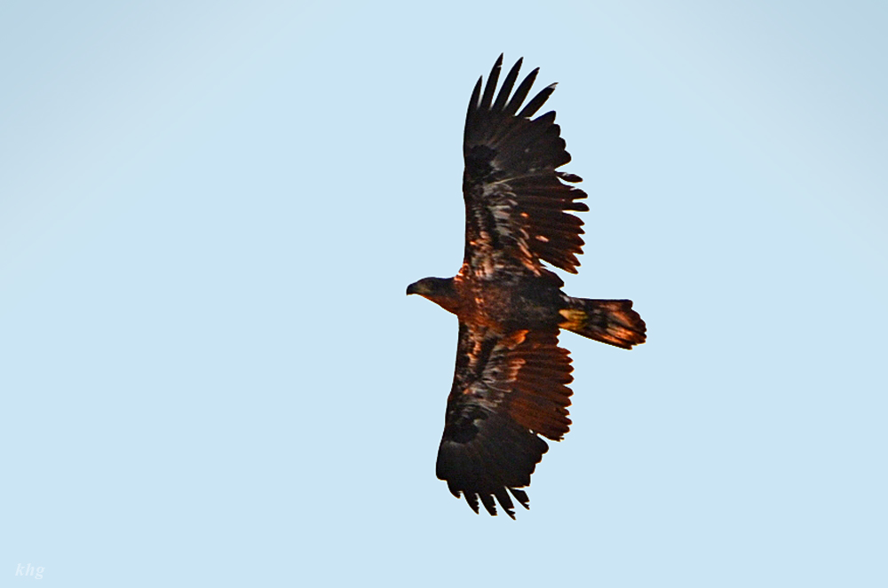 DSC 8714 Steinadler